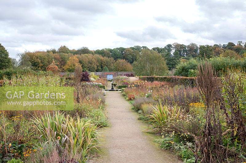 An autumnal herbaceous double border with perennials including Carpinus betulus hedge - European Hornbeam, Rudbeckia fulgida syn - Black-eyed Susan, Dahlia and ornamental grasses