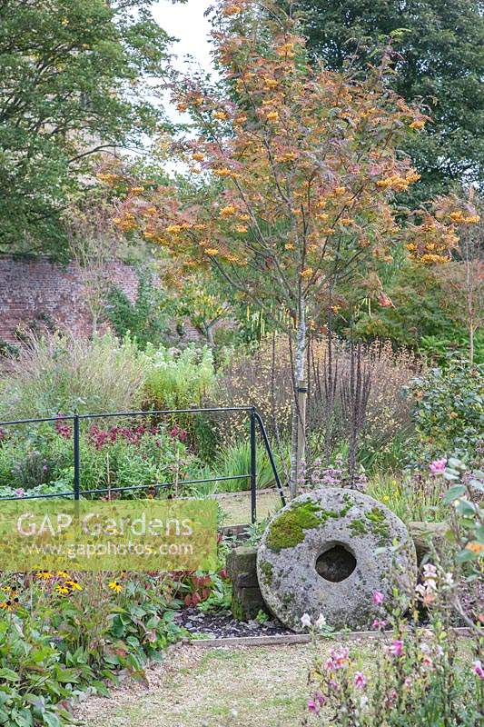 Autumn mixed-borders in walled-garden with Sorbus 'Joseph Rock', Hydrangea, Rudbeckia fulgida - Black-eyed Susan, Penstemon and Mondarda - Bergamot next to a Yorkshire millstone.