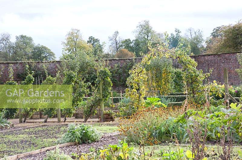 Potager style kitchen garden inside walled garden in autumn with Trained fruit trees, raised vegetable beds and oblique cordons of rare Yorkshire apples -Malus.