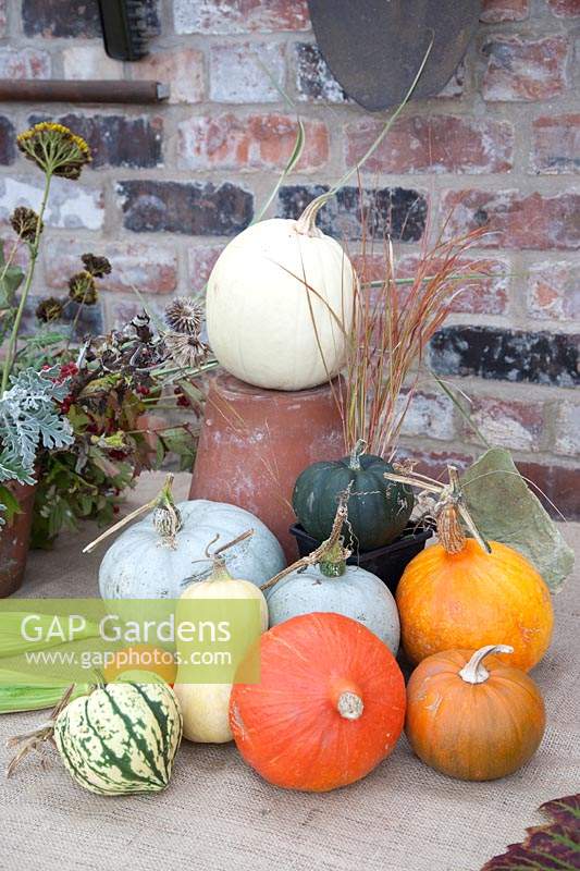 Autumn arrangement of Pumpkin and Squash