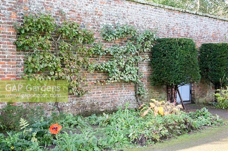 Walled-garden with espaliered fruit trees, topiary Taxus baccata - Yew, Malus 'Howgate Wonder, Prunus and Papaver 