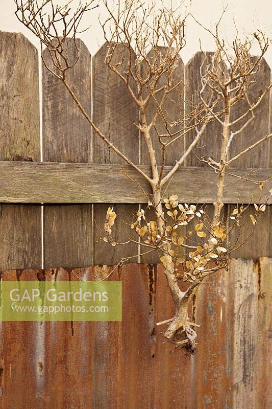 A timber paling fence clad with rusty corrugated iron and a dried Buxus, Box plant. 