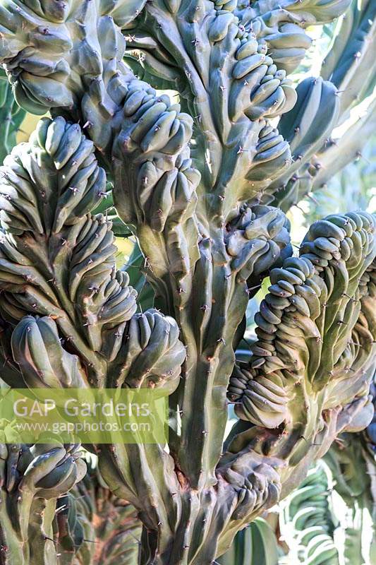 Crested form of cactus, Le Jardin Majorelle, Majorelle Garden, Marrakech.
