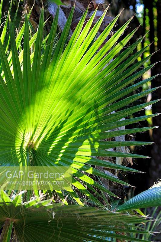  Washingtonia robusta - the young palm, in the Le Jardin Majorelle, Majorelle Garden, Marrakech