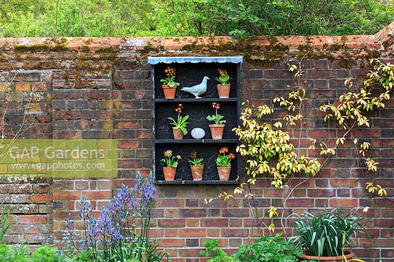 View of auricula theatre on weathered brick wall with Camassia growing in front. Auriculas include Primula auricula 'Alan Ravenscroft', Imidass 10MD, Sandwood Bay, 'Dale's Red', 'Sirius', 'Eastern Promise' and 'Rodeo'.