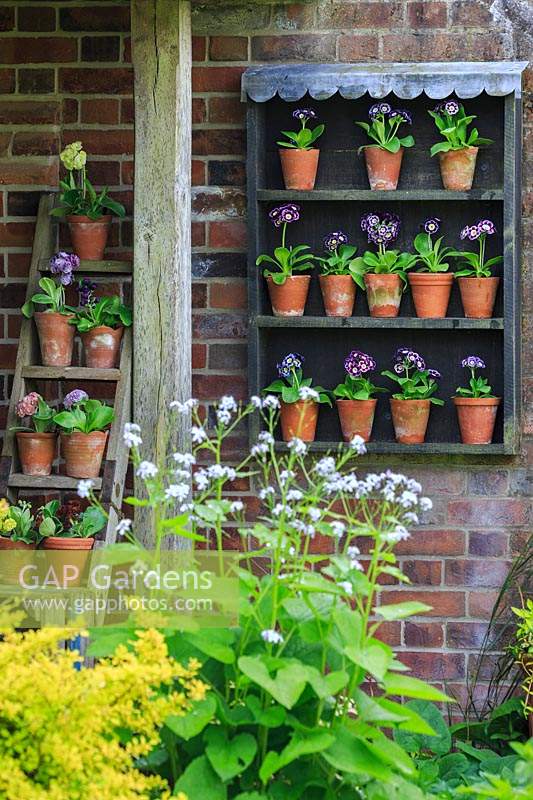 Auricula theatre with border in front.. Auriculas include Primula auricula 'Eve Guest', 'Avril Hunter', 'Blue Yodeler'. Middle Row: 'Miss Newman', 'Susan', 'Ice Maiden', 'Joyce', 'Adrian', Bottom row: 'Avril Hunter', 'Millicent', 'Lara', 'Dilly Dilly'.