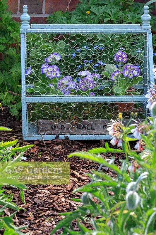 Auriculas staged in ornamental container, with border plants including comfrey and oriental poppies in bud in the foreground. Including Primula auricula 'Lilac Time', 'Lavender Lady' and picotee seedlings.