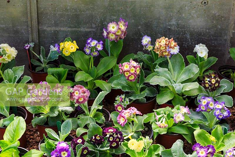 Auriculas growing on in a cold frame.