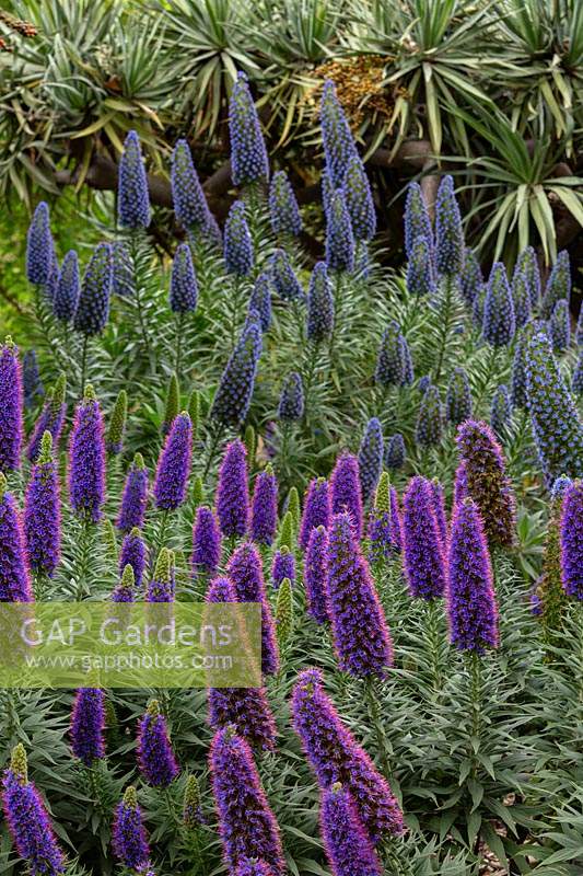  Pride of maderia, Echium fastuosum 'Candicans', with masses of spires covered in purple flowers with pink stamens.
