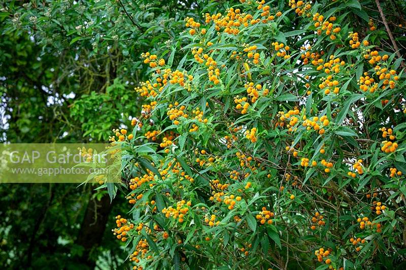 Buddleja globosa AGM. Orange ball tree.