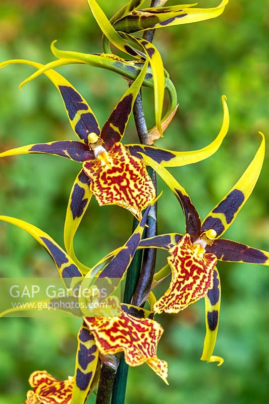 Brascidostele Gilded Tower 'Mystik Maze' spider orchid
