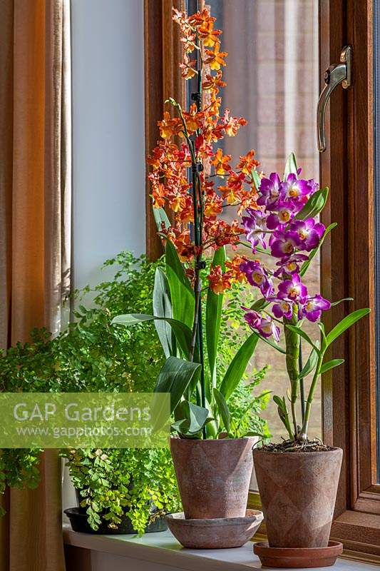 Tender orchids on windowsill.