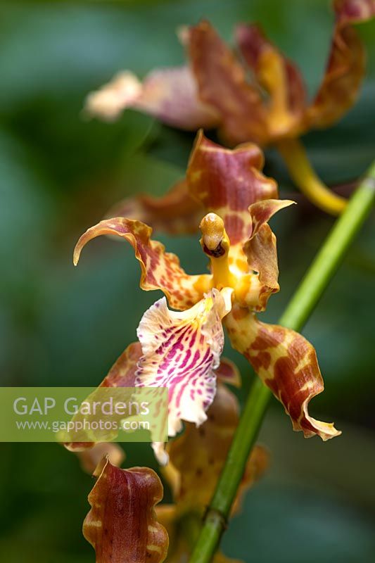 Oncidium gayii dancing lady orchid.