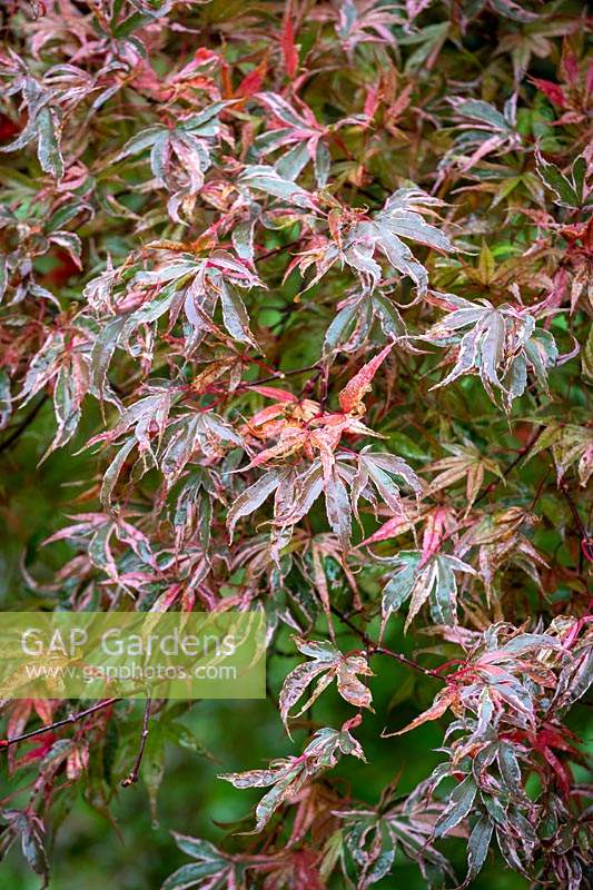 Acer palmatum 'Shirazz' - Japanese maple