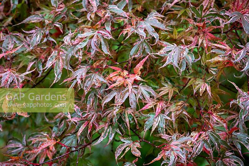 Acer palmatum 'Shirazz' - Japanese maple