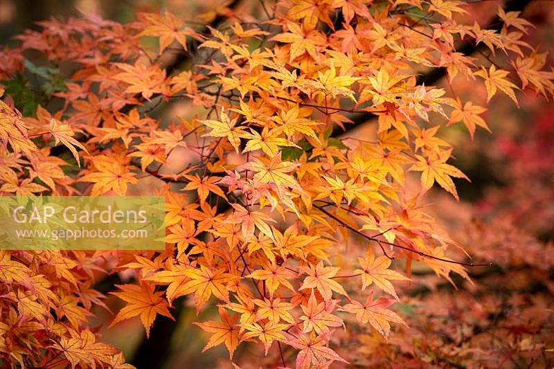 Acer palmatum 'Deshojo' - Corallinum Group - Japanese maple