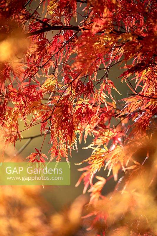 Acer palmatum 'Seiryu' AGM - Japanese maple