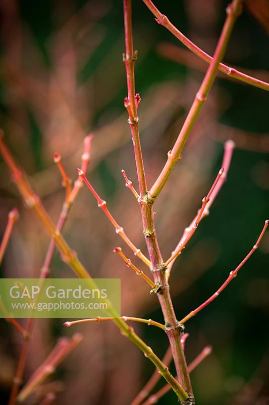 Acer palmatum 'Winter Flame' - Japanese maple