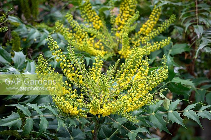 Mahonia x media 'Charity'. Oregon grape.