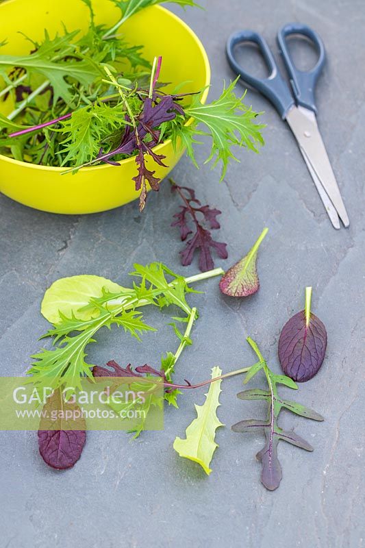 Mixture of salad leaves on grey surface next to bowl and scissors