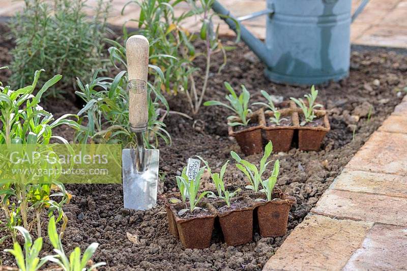 Cornflower seedlings in biodegrable pots placed in border ready for planting out