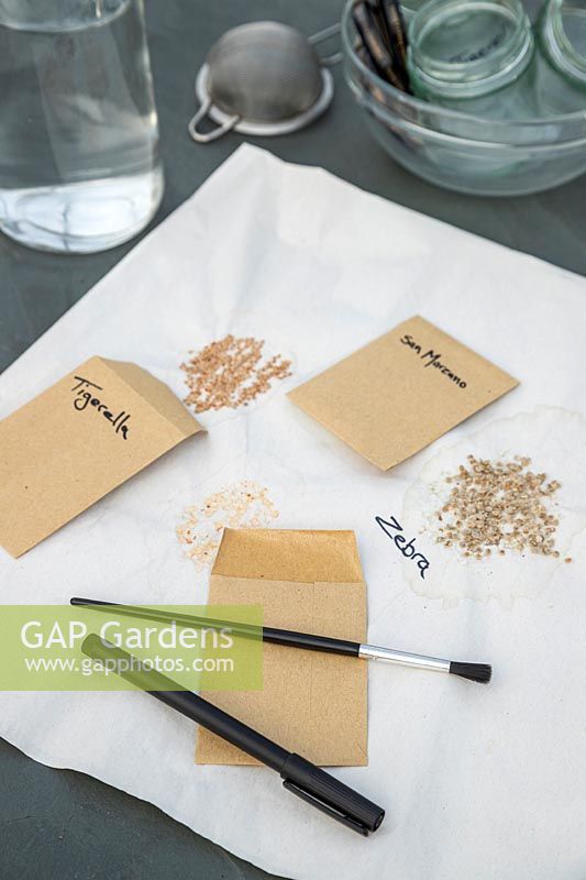 Dried saved seeds on paper ready for putting into envelopes