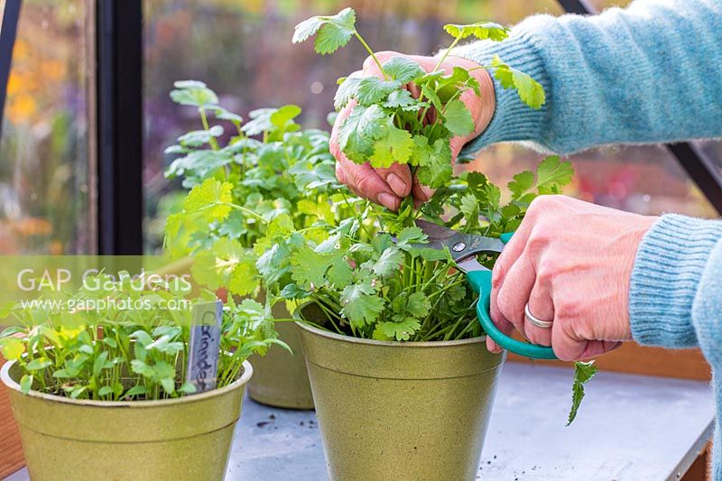 Woman cutting Coriander using scissors from pot with fully grown herb, other pots of seedlings in the background6