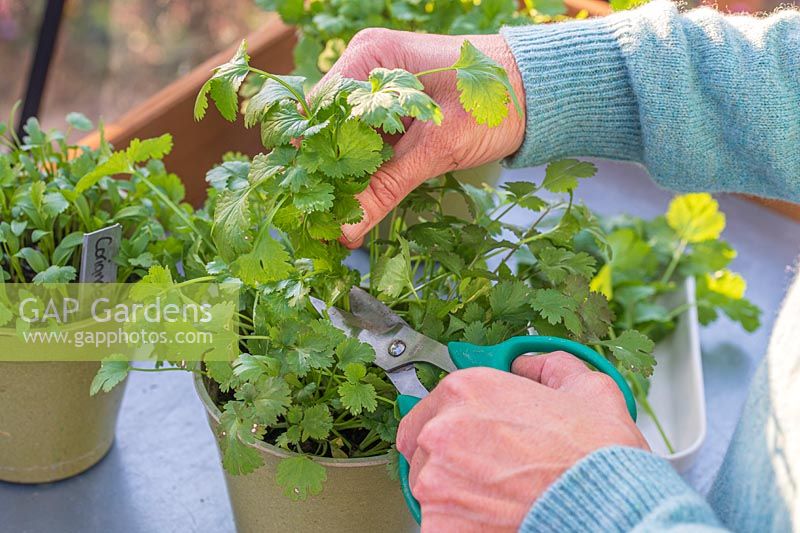 Woman cutting Coriander using scissors from pot with fully grown herb, other pots of seedlings in the background