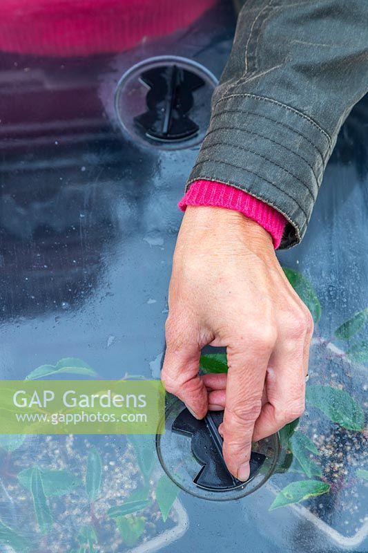 Woman adjusting vent on propagator lid.