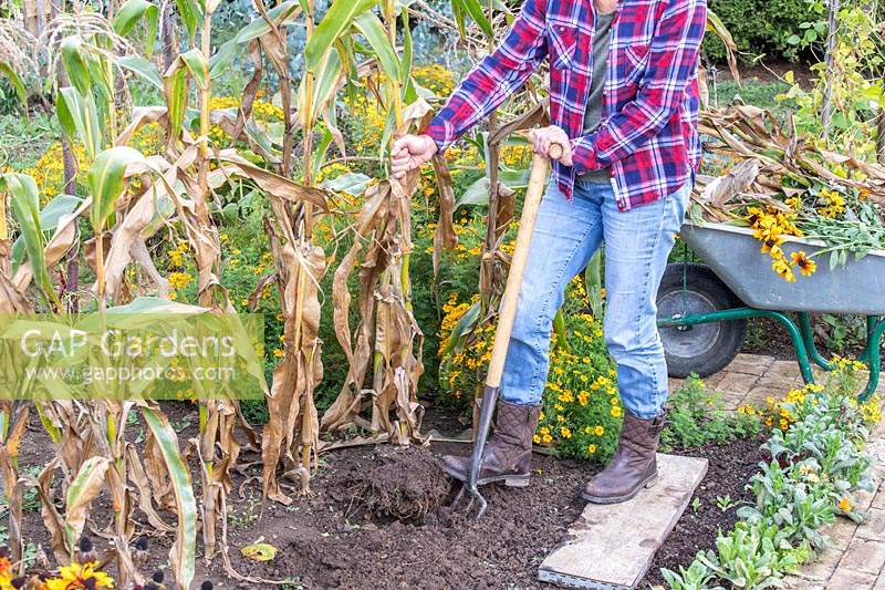 Woman using long-handled garden fork to dig up Sweetcorn stalks 