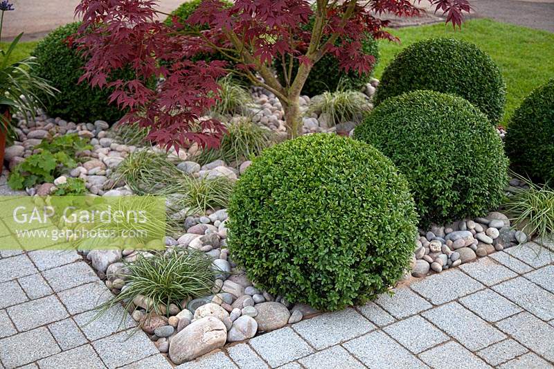 Acer surrounded by neatly clipped topiary balls in the Tesco 'Every Little Helps' garden at BBC Gardener's World Live 2017