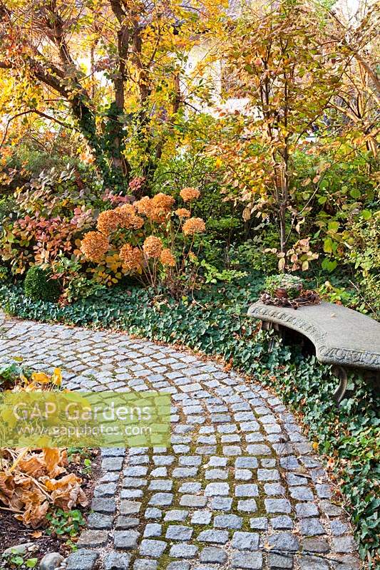 Cobbled path and border with stone bench, Hydrangea macrophylla, Hedera helix and Cotinus coggygria