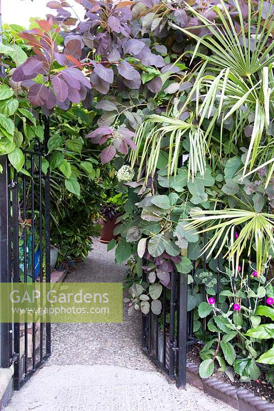 Entrance to small urban garden planted with tropical-looking foliage