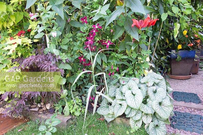 Corner of small urban garden full of exotics. Planting includes: Acer palmatum,  Brunnera 'Jack Frost', Clematis and Lilium
