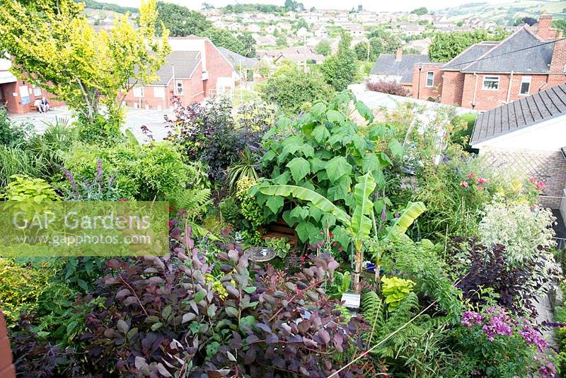 Overview of small urban garden full of exotics