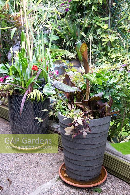 Corner of small urban garden full of exotics including mixed foliage container schemes