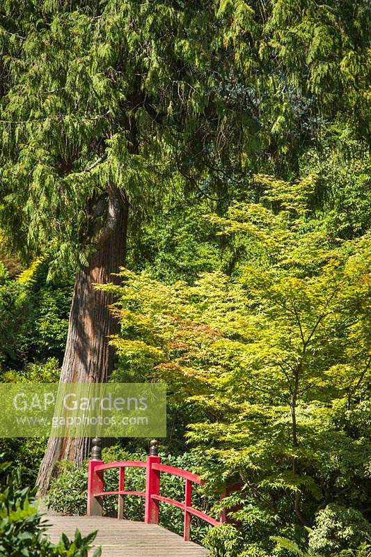 Thuja plicata - Western Red Cedar and Acer palmatum - Japanese Maple near wooden bridge in Japanese-style garden