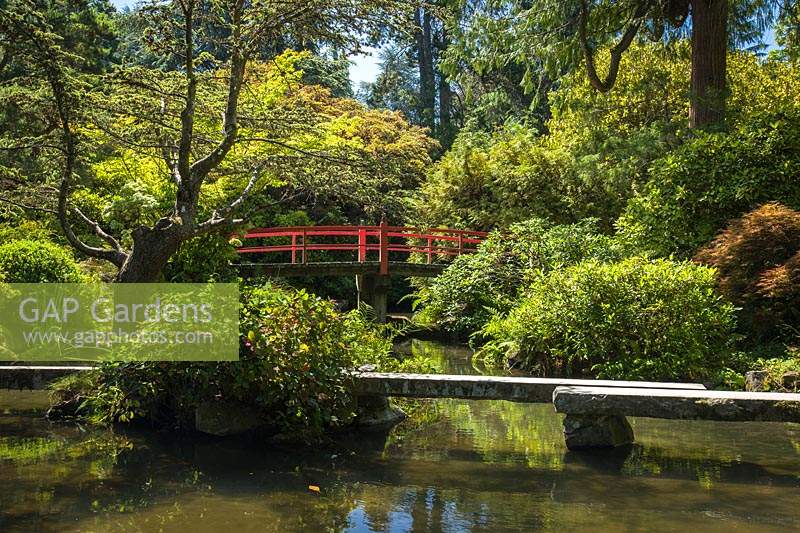 Japanese-style garden with stone and wooden bridges over water with Acer palmatum - Japanese Maple 