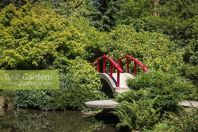 Japanese-style garden with red moon bridge over water surrounded by green foliage planting. Plants: Acer palmatum, Viburnum, Rhododendron, Taxus cuspidata 