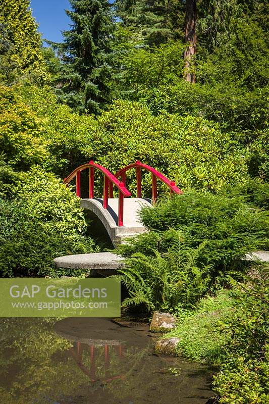 Japanese-style garden with red moon bridge over pond. Plants include: Acer palmatum, Viburnum, Rhododendron and Taxus cuspidata 