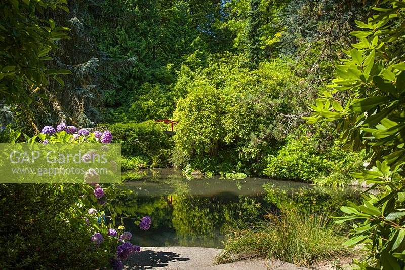 Japanese-style garden with large pond. Planting around water includes: Hydrangea macrophylla, Acer palmatum and Rhododendron 