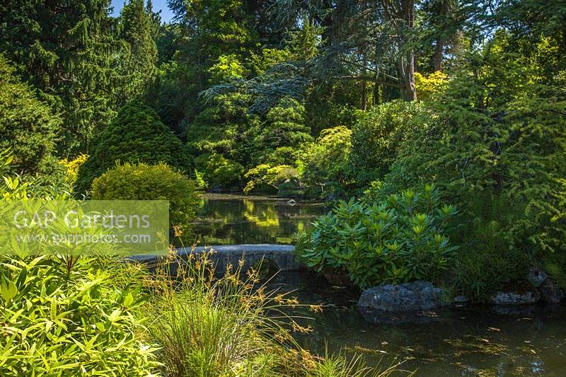 Low bridge over pond in traditional Japanese-style garden, framed by Rhododendron foliage