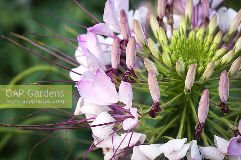 Cleome hassleriana - flower and  bud detail