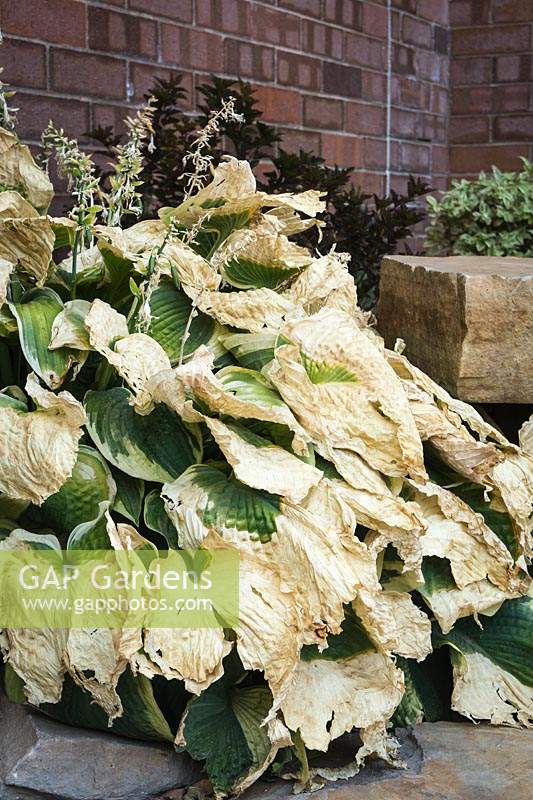 Hosta with leaves badly dried by drought and sun-stress
