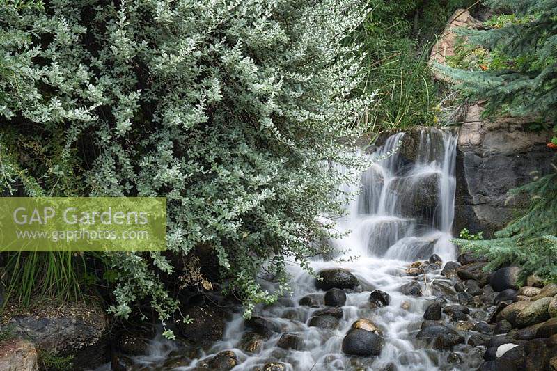 Waterfall and fast-moving stream with boulders, Shepherdia argentea - Silver Buffalo Berry growing beside waterfall