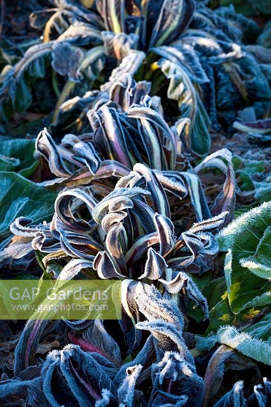 Hoar frost on Cichorium intybus - Chicory