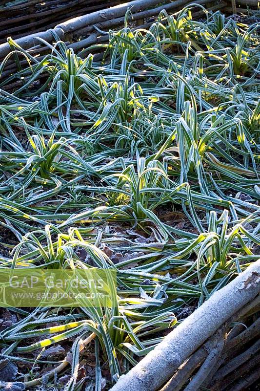 Frost on the Tragopogon porrifolius - Salsify - bed in the vegetable garden