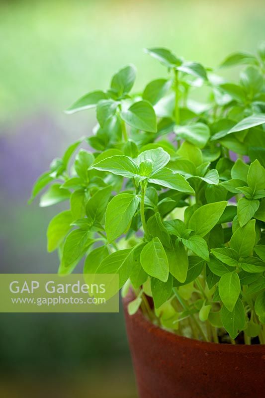 Lemon Basil growing in a pot. Ocimum basilicum.