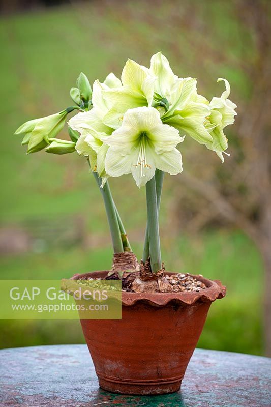 Hippeastrum 'Lemon Lime' - Amaryllis - in a terracotta pot.