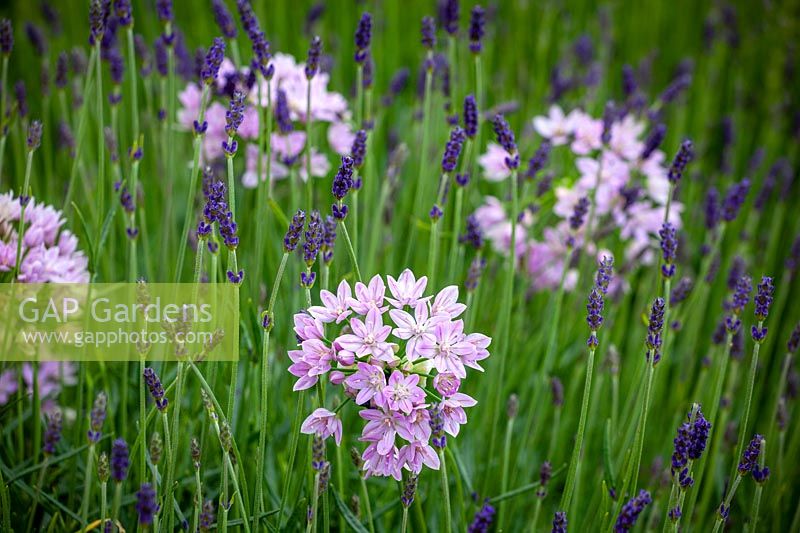 Allium unifolium AGM - American Onion - with Lavandula angustifolia 'Munstead' - English lavender